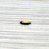 Cui pontou BRIGGS & STRATTON 797410, 690985